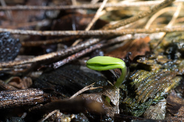 Close-up image of a plant sprout in the rain forest. It's the beginning of a big tree in the forest.