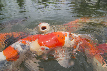 Wall Mural - One koi fish open mouth look in front.