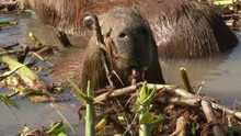 Capybara (Hydrochoerus Hydrochaeris) Close-up Of Family On An Island Of Reeds In The River, Pantanal, Mato Grosso, Brazil.