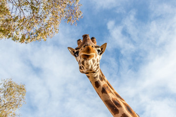 Portrait of giraffe (Giraffa camelopardalis) over blue sky with white clouds in wildlife sanctuary