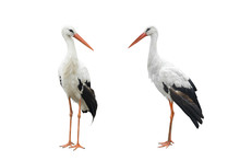 Two Stork