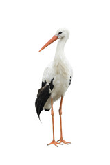 Sticker - stork