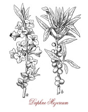Vintage Engraving Of Daphne Mezereum Or February Daphne, Ornamental Shrub Cultivated In Garden With Scented Flowers And Poisonous Berries.