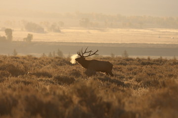 Wall Mural - Elk (Wapiti), Cervus elephas, Yellowstone National Park, Wyoming, United States