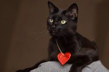 A Cat With A Red Heart Accessory As A Symbol Of St.Valentine's Day