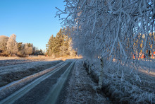 A Small Dirt Road In The Countryside That Leads Into The Woods. Cold Landscape With A Lot Of Frost On The Trees.