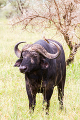 Wall Mural - Yellow-billed oxpecker (Buphagus africanus) and Syncerus caffer caffer or the Cape buffalo in Serengeti National Park, Tanzania