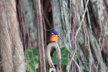 Close up of a beautiful blue-eared kingfisher stays on branch of the big tree