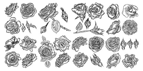 Wall Mural - Tattoo concept rose flowers set. Tattooing idea collection style ink roses elements. Wild flowers mix for design. Vector.