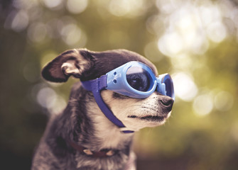 Wall Mural - cute chihuahua sitting outside with blue goggles on toned with a retro vintage filter