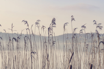 Wall Mural - Rushes by a misty lake in the morning sun