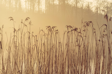 Wall Mural - Tall reeds by a lake in the morning sun with misty weather