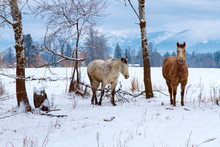 Horses By A Winter Field With Trees And Mountains In Background, Flathead Valley, Montana
