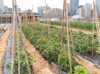 Wall Mural - Rooftop Farm