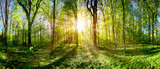 Fototapeta Natura - Green forest in spring and summer with bright sun shining through the trees