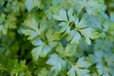 Fototapeta Dmuchawce - green leaves of fresh organic parsley from the garden