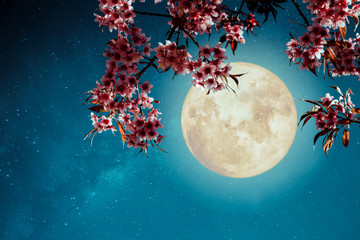 Wall Mural - romantic night scene - beautiful cherry blossom (sakura flowers) in night skies with full moon. - re