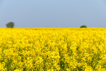 Wall Mural - rapeseed flower in spring field