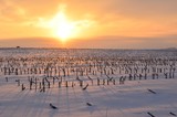 Golden sunrise casting long shadows in a snowy field of cut corn stalks