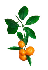 tangerines on branch isolated on white