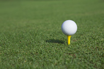 Wall Mural - golf ball on a tee on a green grass