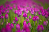 Fototapeta  - purple tulip fields are growing every year