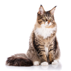 Wall Mural - Portrait of Maine Coon cat, sitting in front of white background