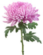 Purple chrysanthemum flower head