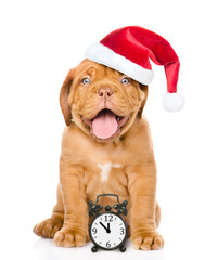 Poster - Happy dog  in red christmas hat with alarm clock. Space for text. isolated on white background