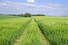Altkirchen / Germany: Tractor Tracks Through An Early Green Barley Field