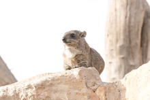 A Rock Hyrax, Otherwise Known As A Cape Hyrax And A Dassie, In South Africa
