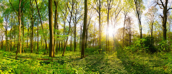 Poster - Green forest in spring and summer with bright sun shining through the trees