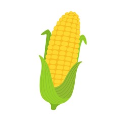 Corn yellow flat icon food natural illustration organic logo vector organic agriculture field corncob farm