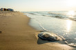 Great jellyfish flooded on the Black Sea coast