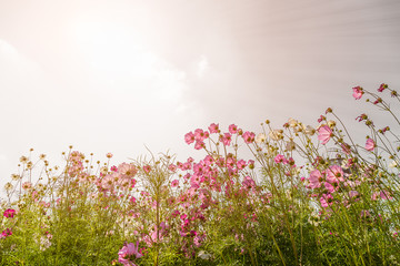 Wall Mural - Blooming pink cosmos flowers