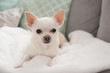 white chihuahua cute pet happy smile sitting on seat sofa furniture in home living room