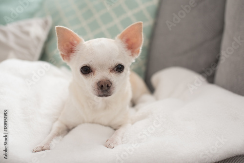 Fotografía white chihuahua cute pet happy smile sitting on seat sofa furniture in home livi