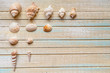 Seashells on a wooden background. Collection of seashels