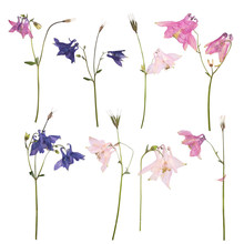 Set Of Dried And Pressed Flowers Of A Pink, Blue And Purple Aquilegia Vulgaris Columbine Flower Isolated On A White Background. Herbarium Of Spring Flowers.