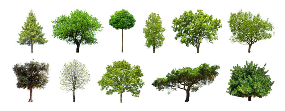 set of green trees isolated on white background. different kinds of tree collection