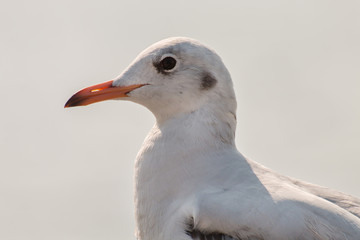 Canvas Print - Close up of a seagull