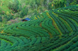 Hillside Tea in Thailand