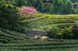 Ang-khang Hillside Tea in Thailand