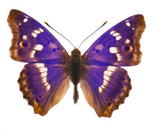 Purple Emperor Butterfly Isolated