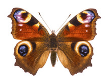 European Peacocok Butterfly