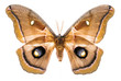 Antheraea polyphemus moth isolated on white
