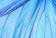 Detail Of A Butterfly Wing