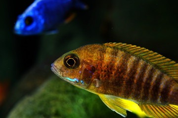 Wall Mural - African cichlid fish colorful aquarium
