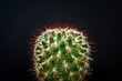 Close up of a beautiful bristly cactus isolated against dark gray background