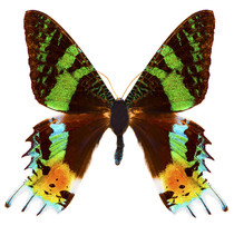 Madagascan Sunset Moth (Chrysiridia Rhipheus) Butterfly Isolated